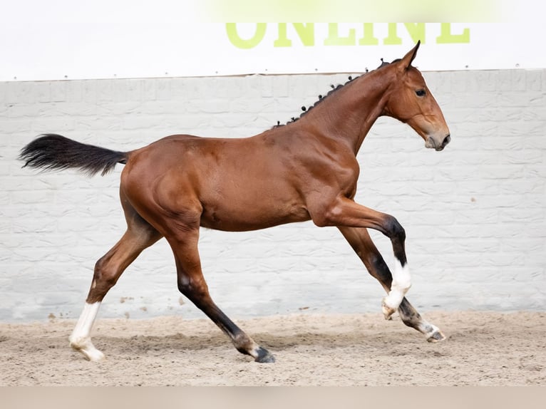 Belgisch Warmbloed Hengst Veulen (06/2026) Bruin in Heerde