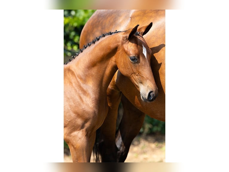Belgisch Warmbloed Hengst Veulen (05/2026) Bruin in Heerde