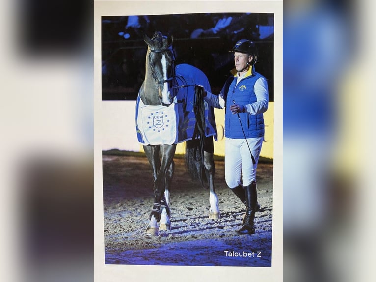 Belgisch Warmbloed Hengst  Bruin in Lokeren