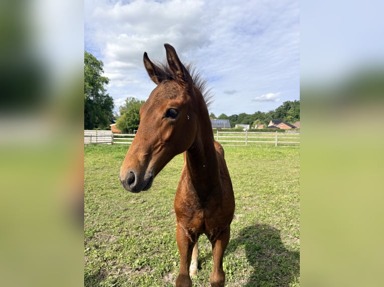 Belgisch Warmbloed Hengst Veulen (01/2026) Bruin in Sint-Truiden