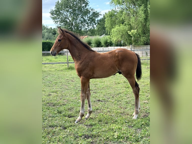Belgisch Warmbloed Hengst Veulen (01/2026) Bruin in Sint-Truiden