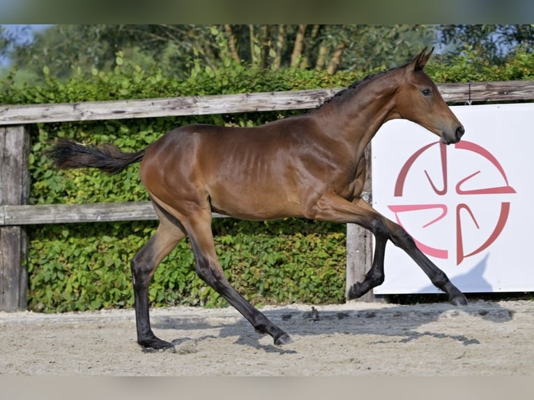 Belgisch Warmbloed Hengst veulen (04/2024) Bruin in Vrasene