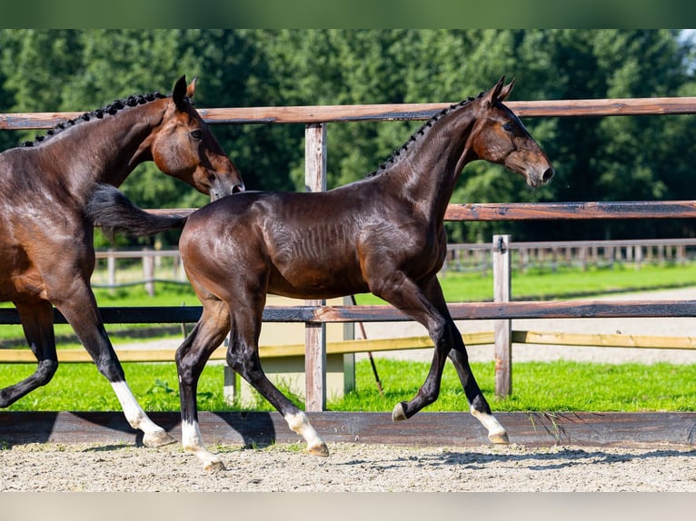 Belgisch Warmbloed Hengst Veulen (05/2026) Bruin in Waddinxveen