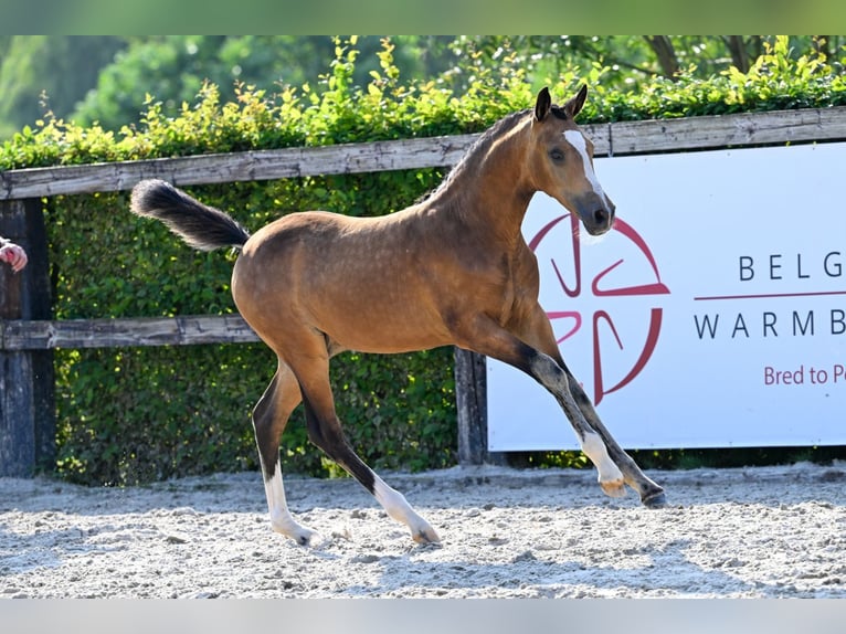 Belgisch Warmbloed Hengst veulen (05/2024) Buckskin in Oud-Heverlee