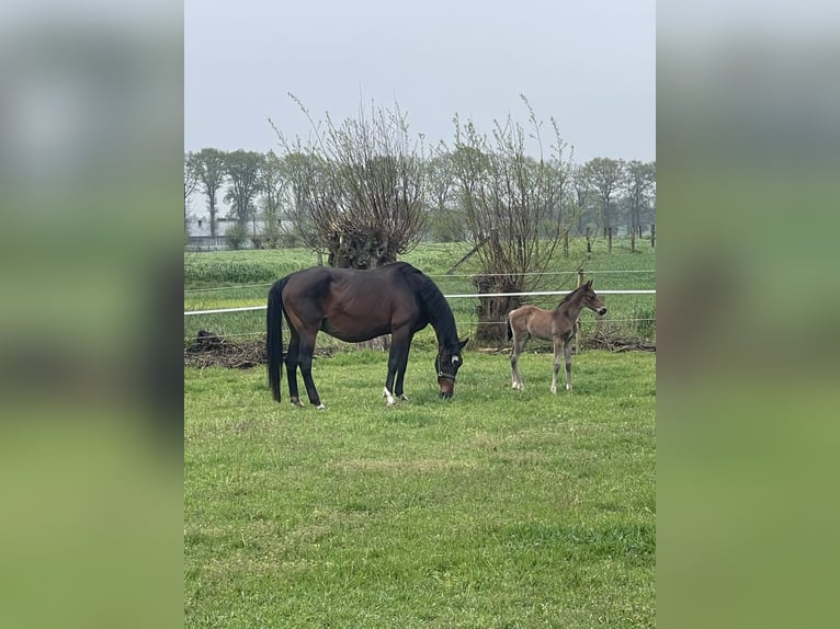 Belgisch Warmbloed Hengst Veulen (04/2026) Champagne in Aalter