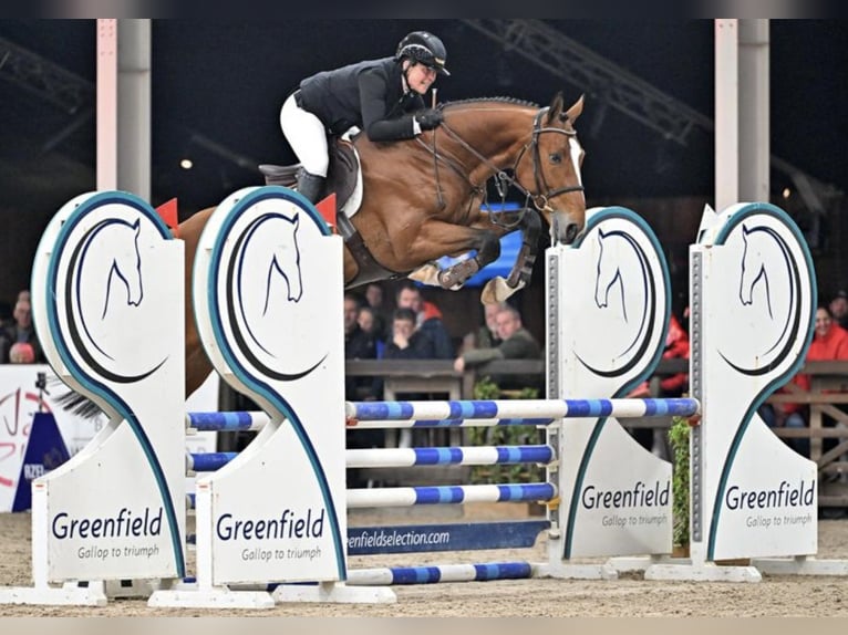 Belgisch Warmbloed Hengst Veulen (04/2026) Champagne in Aalter