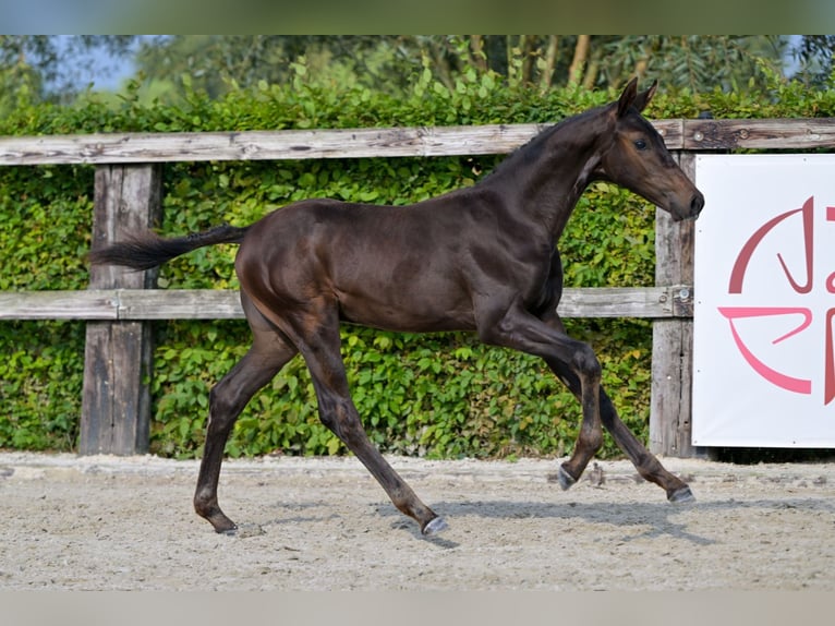 Belgisch Warmbloed Hengst veulen (05/2024) Donkerbruin in Oud-Heverlee