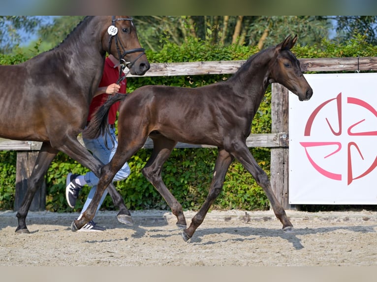 Belgisch Warmbloed Hengst veulen (05/2024) Donkerbruin in Oud-Heverlee