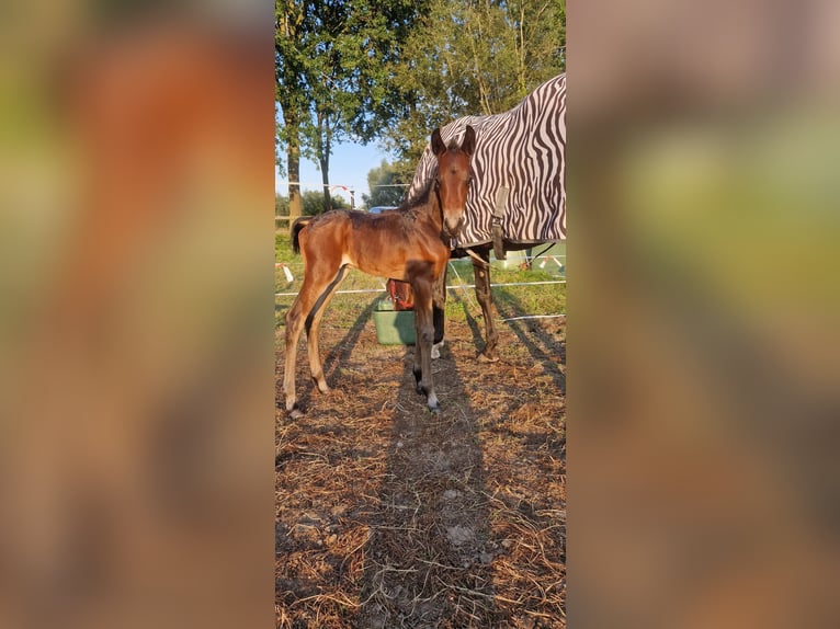 Belgisch Warmbloed Hengst veulen (07/2024) Donkerbruin in Puurs