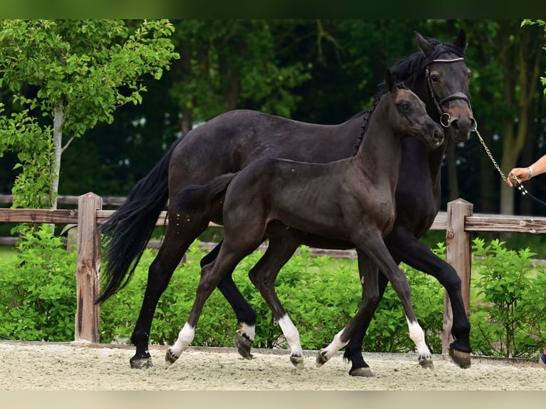 Belgisch Warmbloed Hengst Veulen (03/2026) Donkerbruin in Bladel