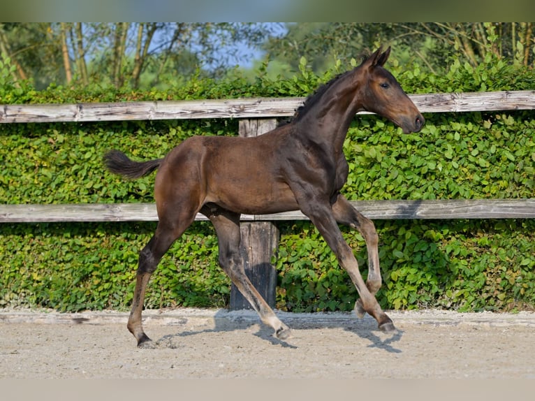 Belgisch Warmbloed Hengst veulen (06/2024) Donkerbruin in Oud-Heverlee