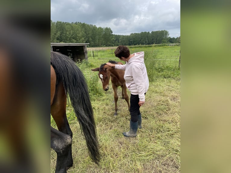 Belgisch Warmbloed Hengst veulen (04/2024) Donkerbruin in Ressegem