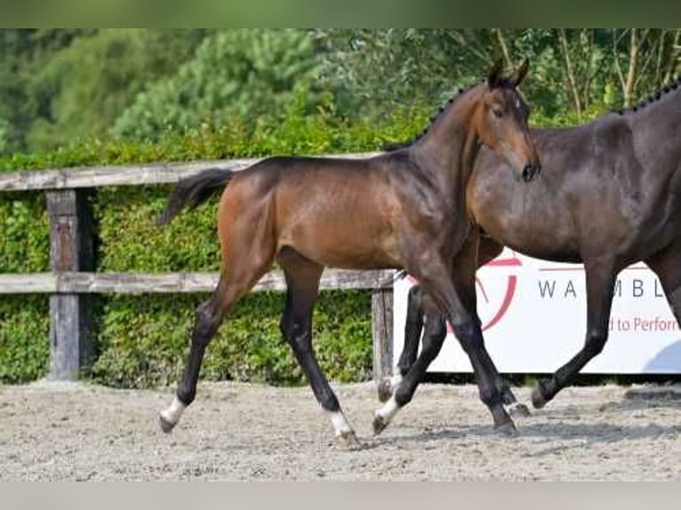 Belgisch Warmbloed Hengst veulen (04/2024) Donkerbruin in Waasmunster