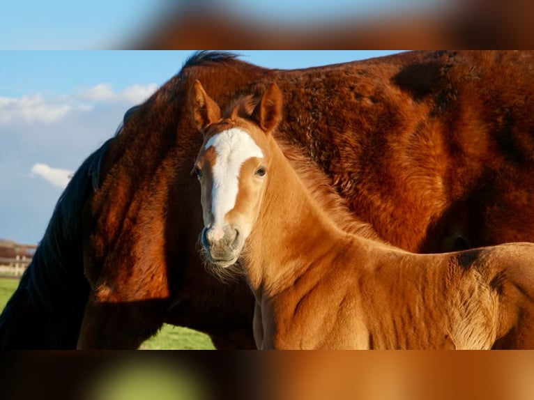 Belgisch Warmbloed Hengst  Donkere-vos in Lo