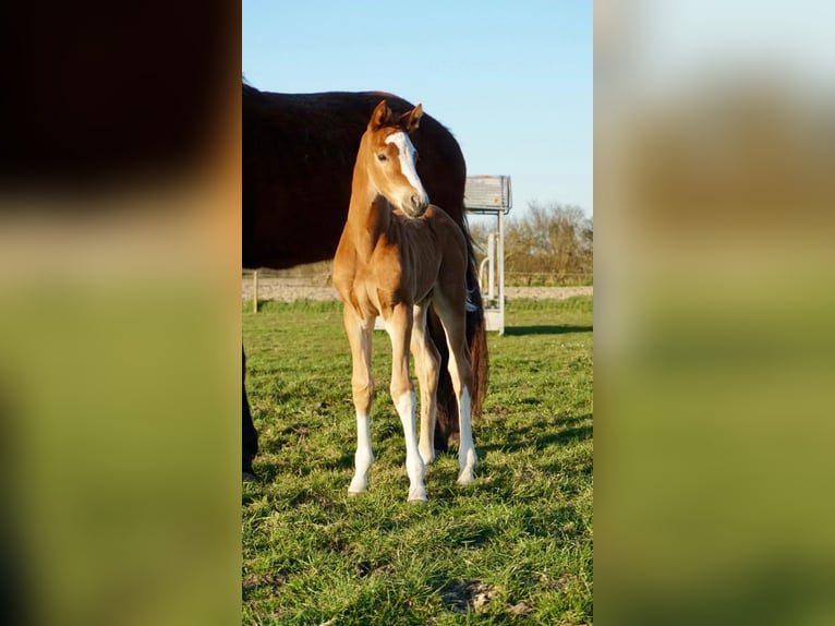 Belgisch Warmbloed Hengst  Donkere-vos in Lo