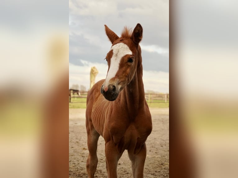 Belgisch Warmbloed Hengst  Donkere-vos in Lo