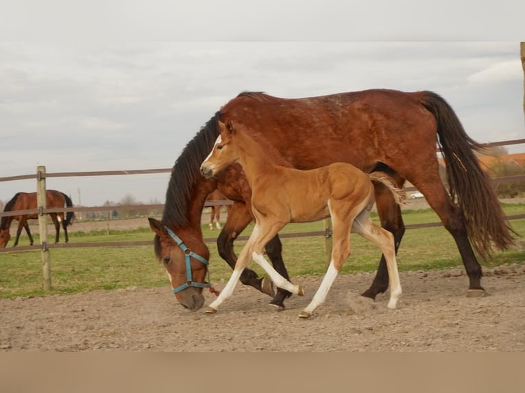Belgisch Warmbloed Hengst  Donkere-vos in Lo