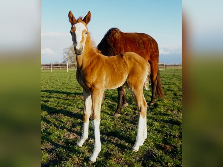 Belgisch Warmbloed Hengst  Donkere-vos in Lo