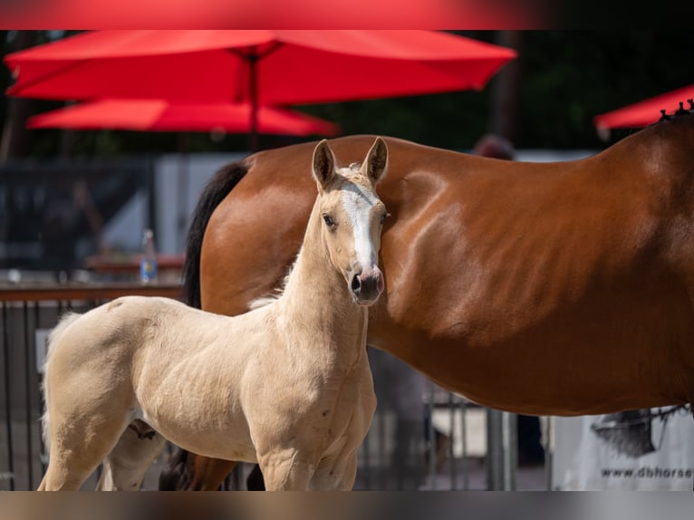 Belgisch Warmbloed Hengst Veulen (06/2026)  in Kaulille