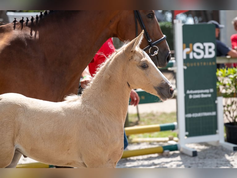Belgisch Warmbloed Hengst Veulen (06/2026)  in Kaulille