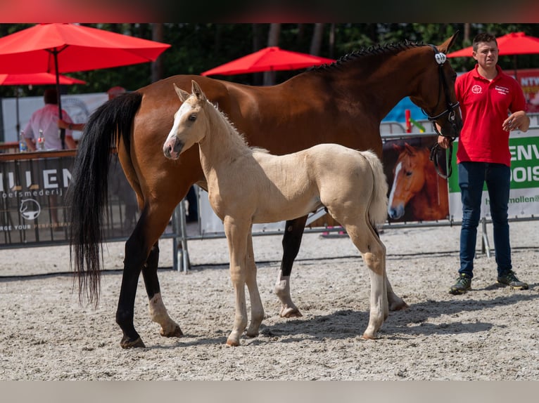 Belgisch Warmbloed Hengst Veulen (06/2026)  in Kaulille