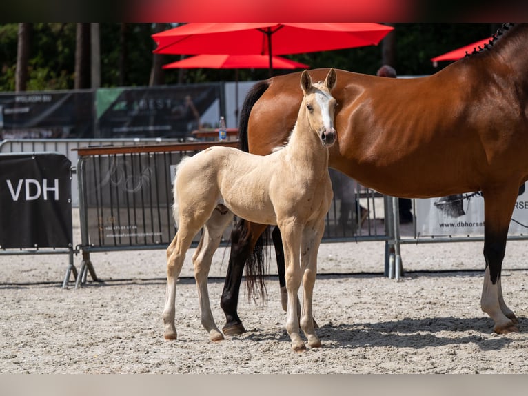 Belgisch Warmbloed Hengst Veulen (06/2026)  in Kaulille