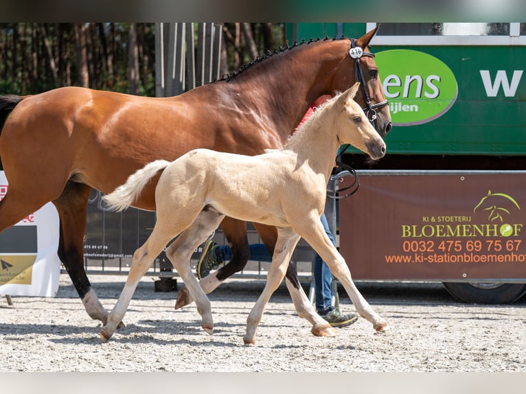 Belgisch Warmbloed Hengst Veulen (06/2026)  in Kaulille