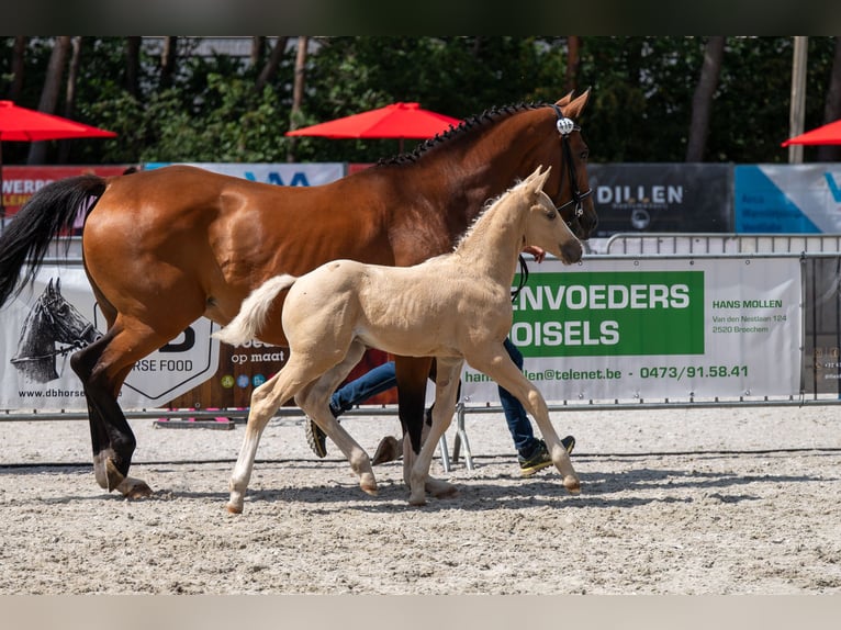 Belgisch Warmbloed Hengst Veulen (06/2026)  in Kaulille