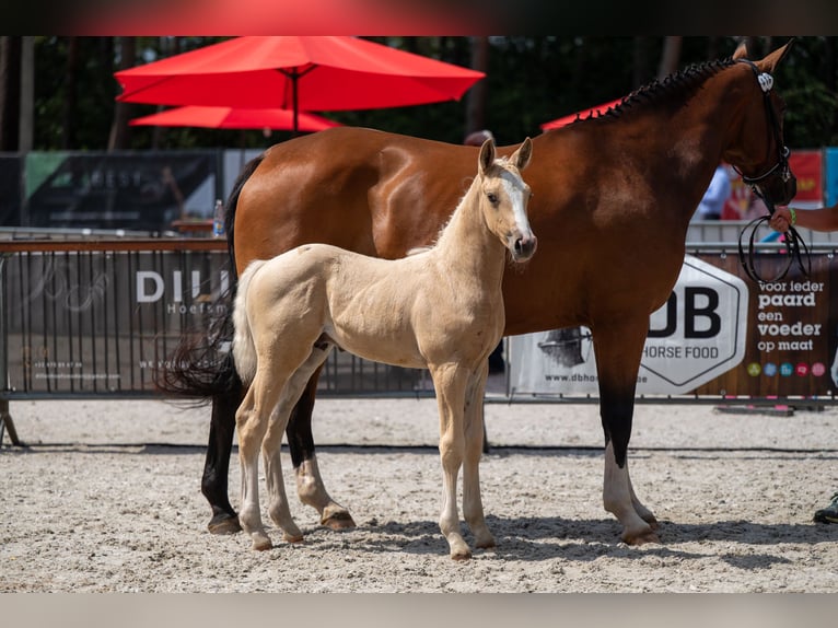 Belgisch Warmbloed Hengst Veulen (06/2026)  in Kaulille