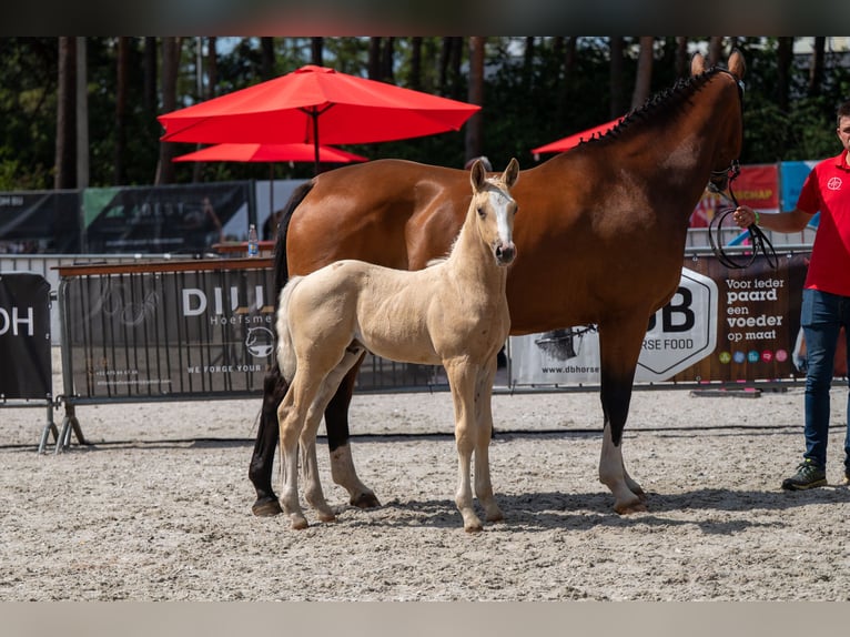Belgisch Warmbloed Hengst Veulen (06/2026)  in Kaulille