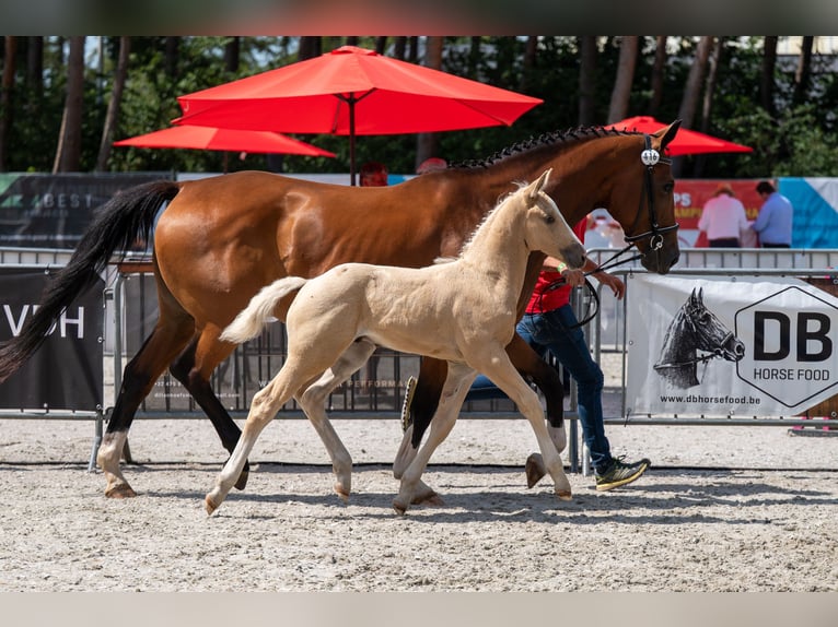 Belgisch Warmbloed Hengst Veulen (06/2026)  in Kaulille