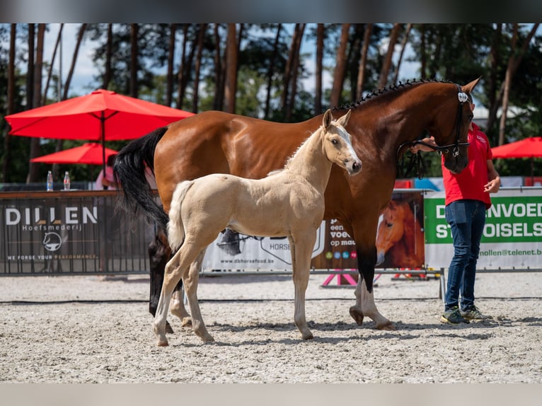 Belgisch Warmbloed Hengst Veulen (06/2026)  in Kaulille