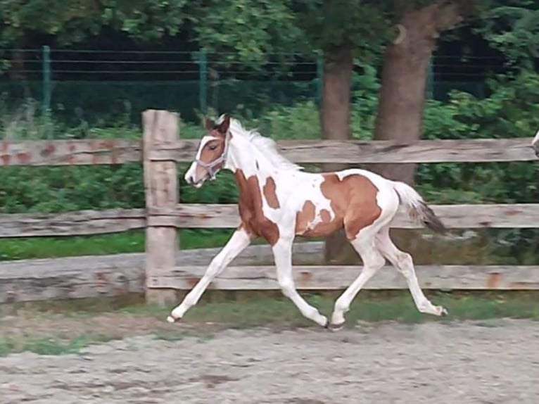 Belgisch Warmbloed Hengst Veulen (05/2025) in GROTE-BROGEL