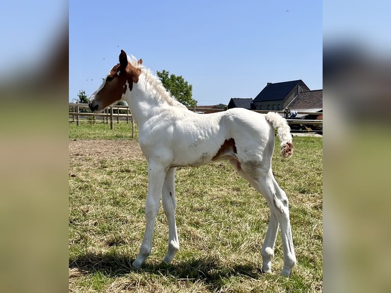 Belgisch Warmbloed Hengst Veulen (05/2025) Gevlekt-paard in Ghislenghien