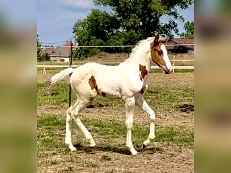 Belgisch Warmbloed Hengst Veulen (05/2025) Gevlekt-paard in Ghislenghien