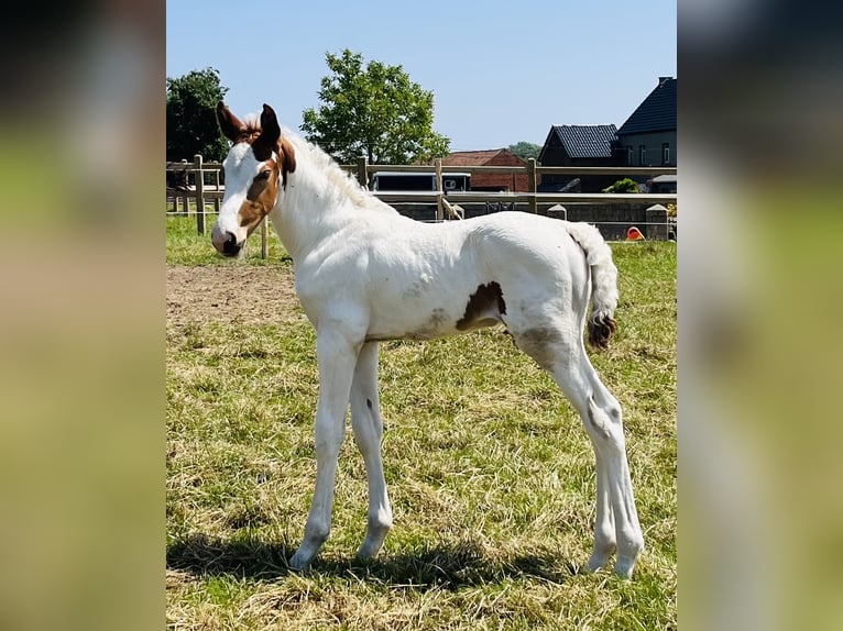 Belgisch Warmbloed Hengst Veulen (05/2025) Gevlekt-paard in Ghislenghien
