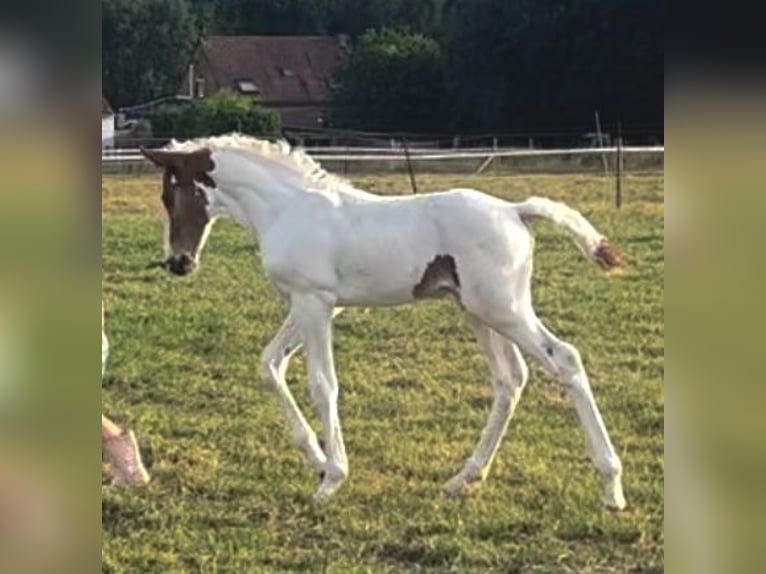 Belgisch Warmbloed Hengst Veulen (05/2025) Gevlekt-paard in Ghislenghien