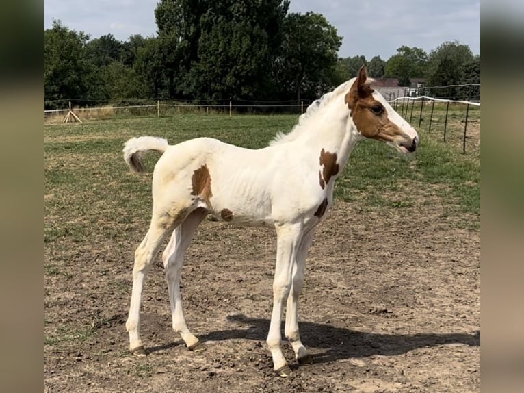 Belgisch Warmbloed Hengst Veulen (05/2025) Gevlekt-paard in Ghislenghien