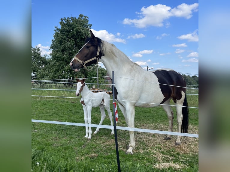 Belgisch Warmbloed Hengst  Gevlekt-paard in Ghislenghien
