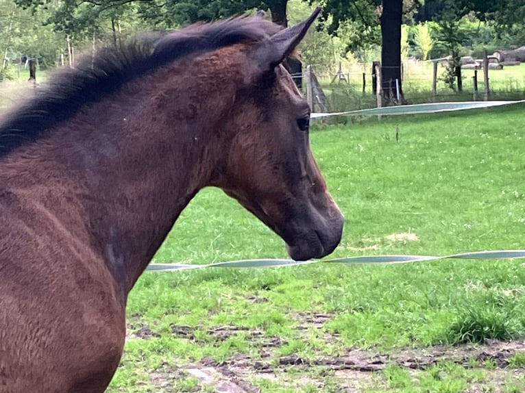 Belgisch Warmbloed Hengst veulen (04/2024) kan schimmel zijn in Weerde