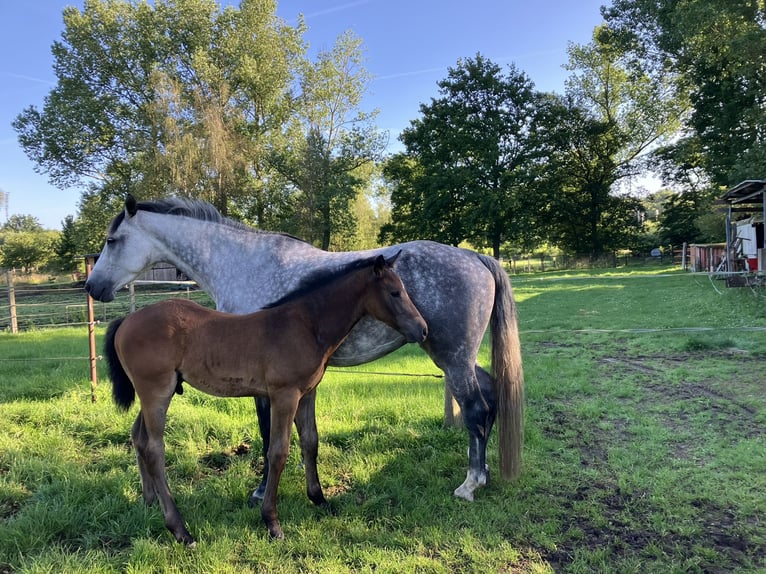 Belgisch Warmbloed Hengst veulen (04/2024) kan schimmel zijn in Weerde