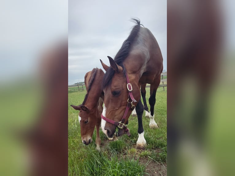 Belgisch Warmbloed Hengst Veulen (05/2025) Lichtbruin in Landegem