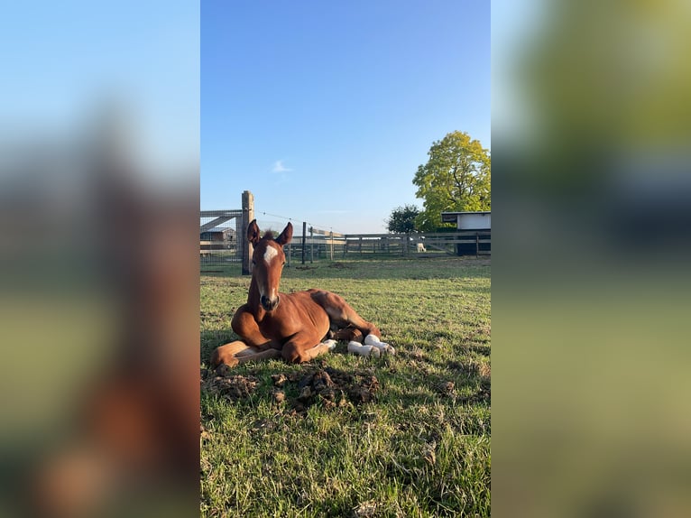 Belgisch Warmbloed Hengst Veulen (05/2025) Lichtbruin in Landegem