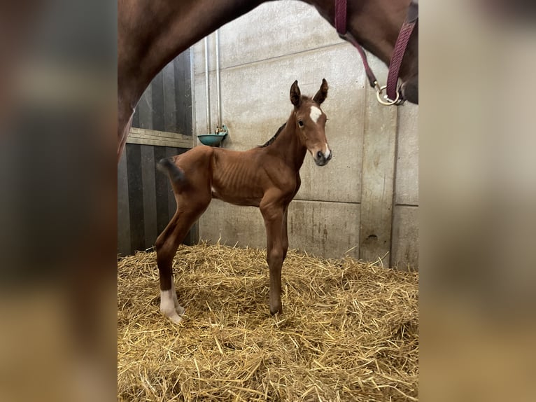 Belgisch Warmbloed Hengst Veulen (05/2025) Lichtbruin in Landegem