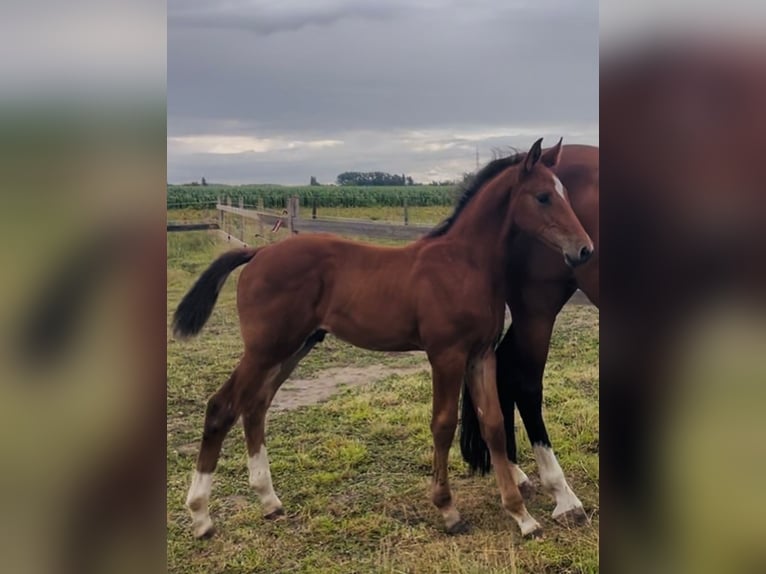 Belgisch Warmbloed Hengst Veulen (05/2025) Lichtbruin in Landegem