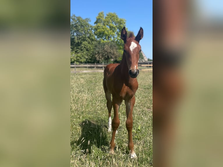 Belgisch Warmbloed Hengst Veulen (05/2025) Lichtbruin in Landegem