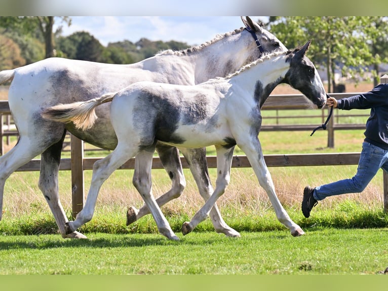 Belgisch Warmbloed Hengst Veulen (04/2026) Overo-alle-kleuren in Izegem