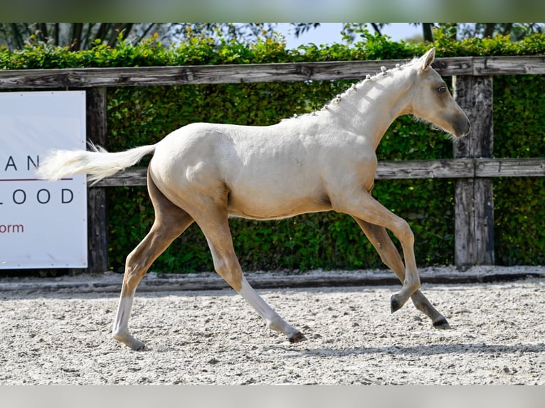 Belgisch Warmbloed Hengst veulen (04/2024) Palomino in Oud-Heverlee