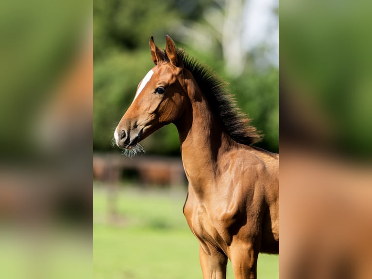 Belgisch Warmbloed Hengst Veulen (04/2026) Roodbruin in Dalfsen