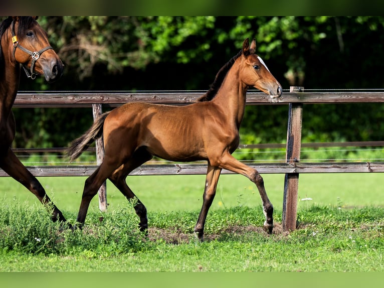 Belgisch Warmbloed Hengst Veulen (04/2026) Roodbruin in Dalfsen